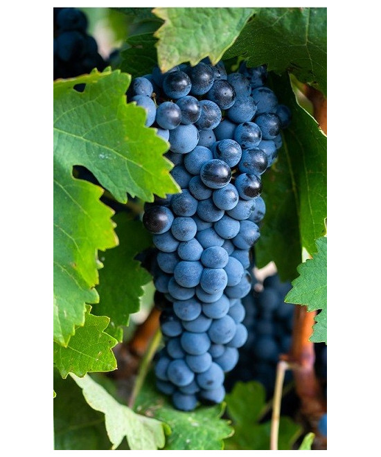 MATARROMERA VINO TINTO CRIANZA RIBERA DEL DUERO BOTELLA 75 cl