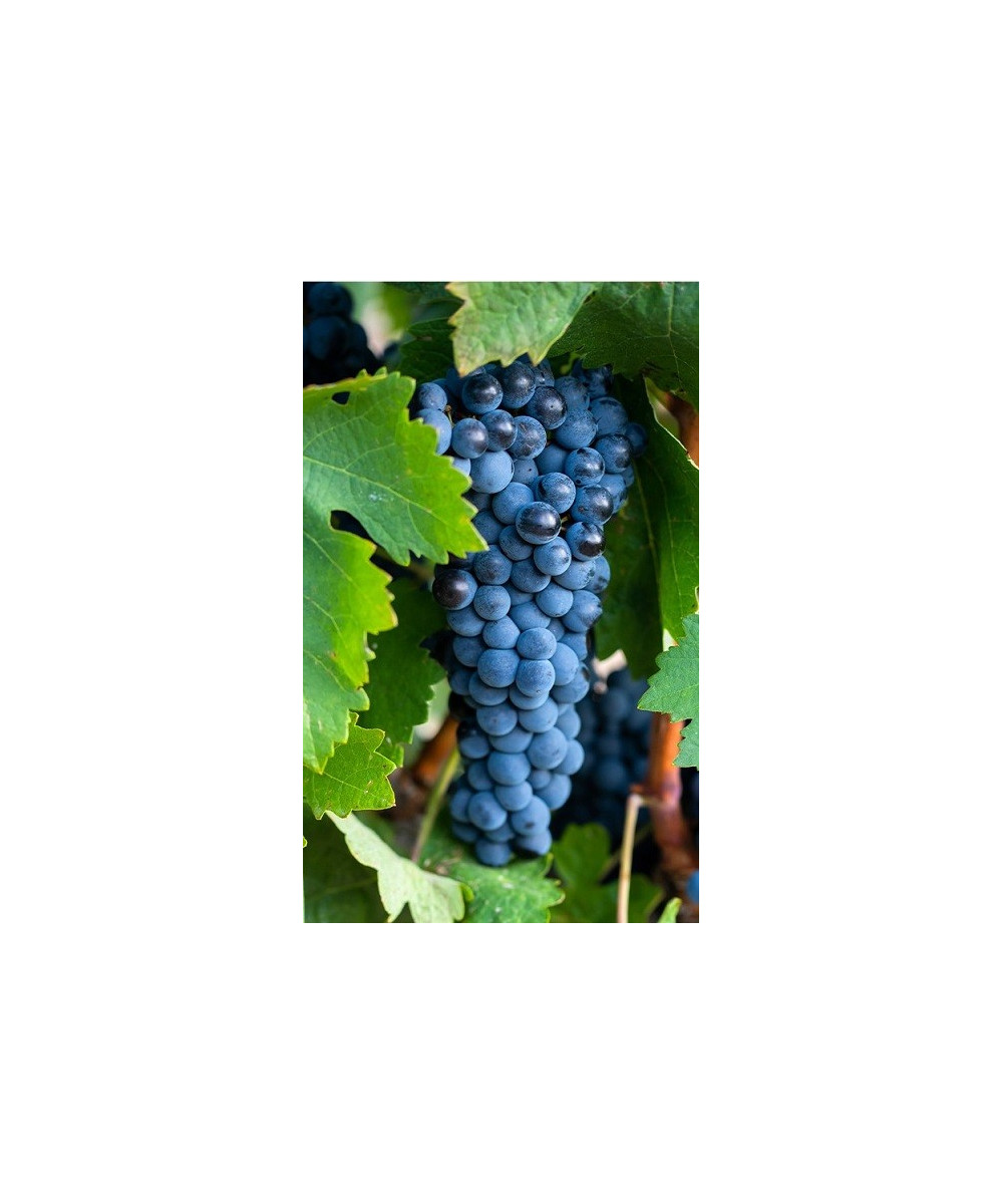 MATARROMERA VINO TINTO CRIANZA RIBERA DEL DUERO BOTELLA 75 cl