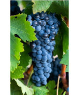 MATARROMERA VINO TINTO CRIANZA RIBERA DEL DUERO BOTELLA 75 cl